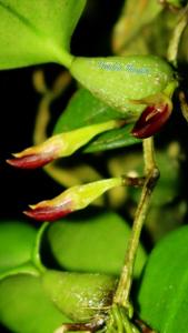 Bulbophyllum membranaceum