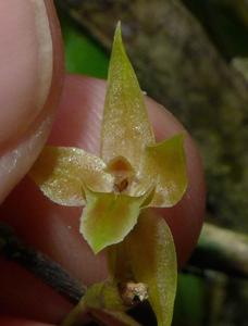 Dendrochilum kingii