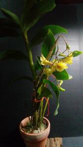 Dendrobium cerinum