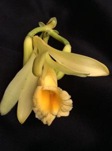 Vanilla pompona subsp. grandiflora