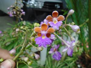 Epidendrum schweinfurthianum