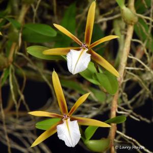 Dinema polybulbon