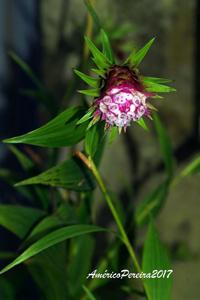Elleanthus capitatus