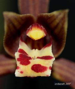 Cymbidium sinense