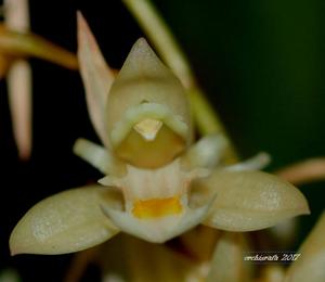 Chelonistele sulphurea