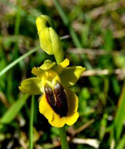Ophrys lutea