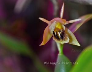 Coelogyne fimbriata
