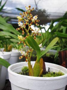 Oncidium tigroides