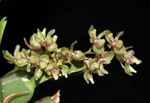 Notyliopsis beatricis