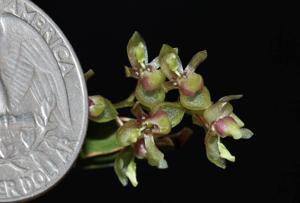 Notyliopsis beatricis