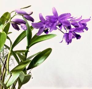 Guarianthe bowringiana
