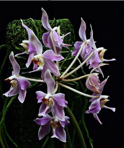 Paraphalaenopsis laycockii