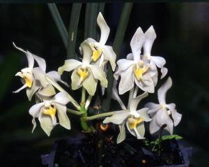 Paraphalaenopsis laycockii