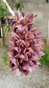 Catasetum cirrhaeoides