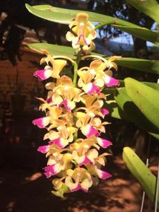 Aerides houlletiana
