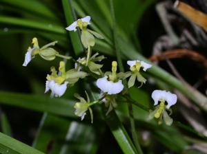 Gomesa radicans