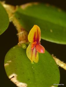 Andinia nummularia