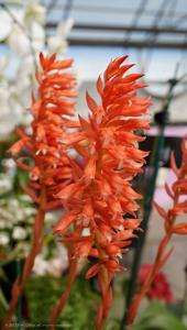 Stenorrhynchos speciosum