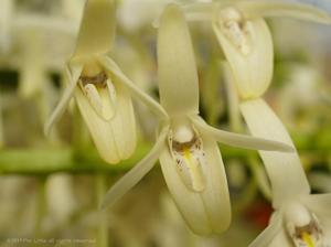 Dendrobium speciosum