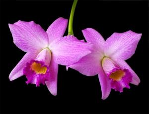 Cattleya praestans