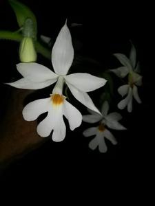 Calanthe vestita