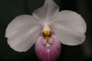 Paphiopedilum delenatii