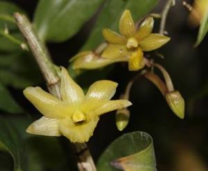 Dendrobium cerinum