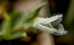 Lankesterella ceracifolia