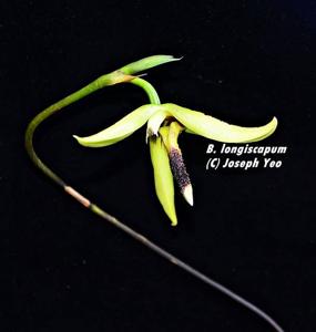Bulbophyllum longiscapum