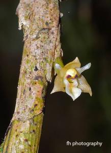 Agrostophyllum elongatum