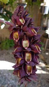 Catasetum pulchrum