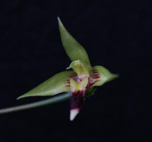 Bulbophyllum longiscapum