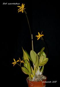 Cattleya gloedeniana