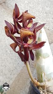 Mormodes tapoayensis