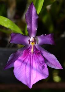 Miltonia moreliana
