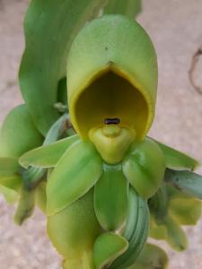 Catasetum schmidtianum