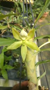 Cycnoches peruvianum