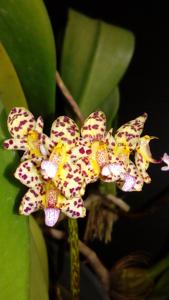 Bulbophyllum violaceolabellum
