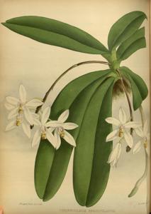 Brachypeza unguiculata