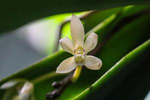 Brachypeza unguiculata