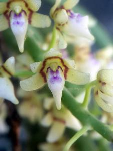 Tuberolabium odoratissimum