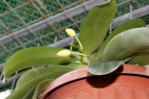 Brachypeza unguiculata