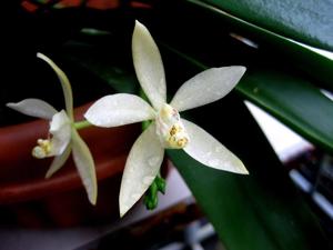 Brachypeza unguiculata