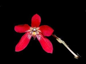 Dendrobium cinnabarinum