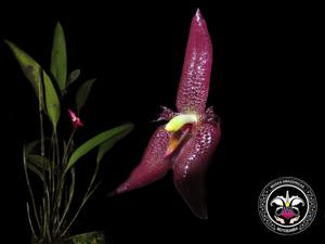 Myoxanthus serripetalus