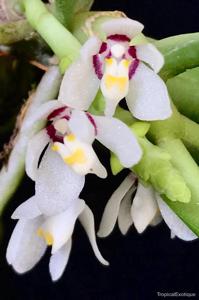 Trachoma phillipsii