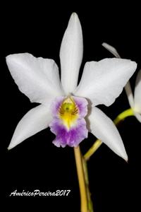 Laelia anceps var. veitchiana
