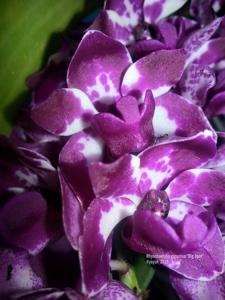 Rhynchostylis gigantea