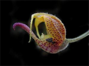 Scaphosepalum beluosum