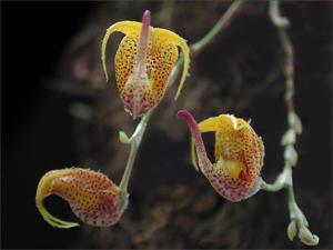 Scaphosepalum beluosum